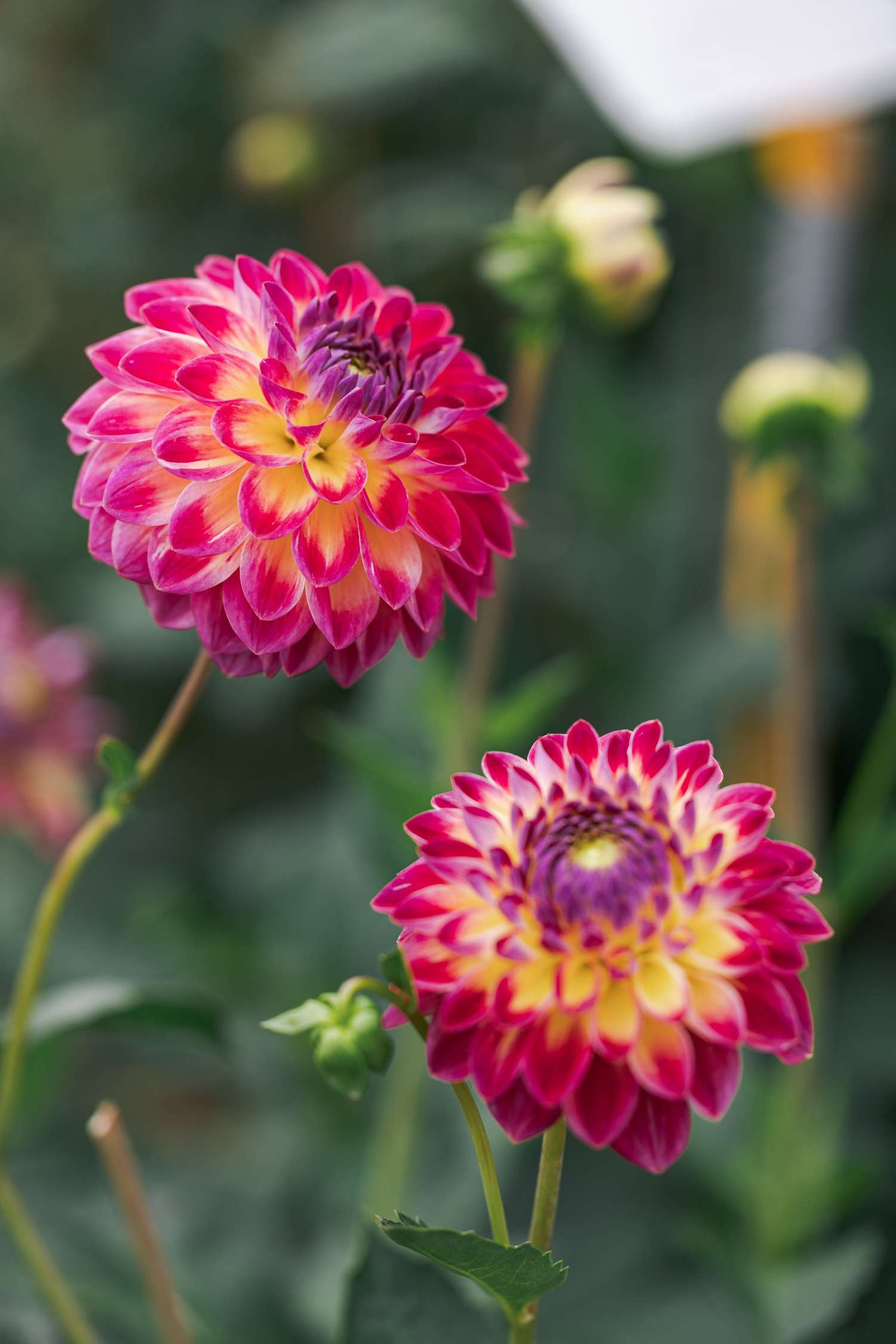 Daalia 'Hapet Daydream'
